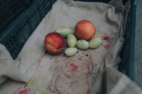 © Kseniia Apresian - Leftovers of fruits fresh from the garden in the kitchen of Gaia Terra