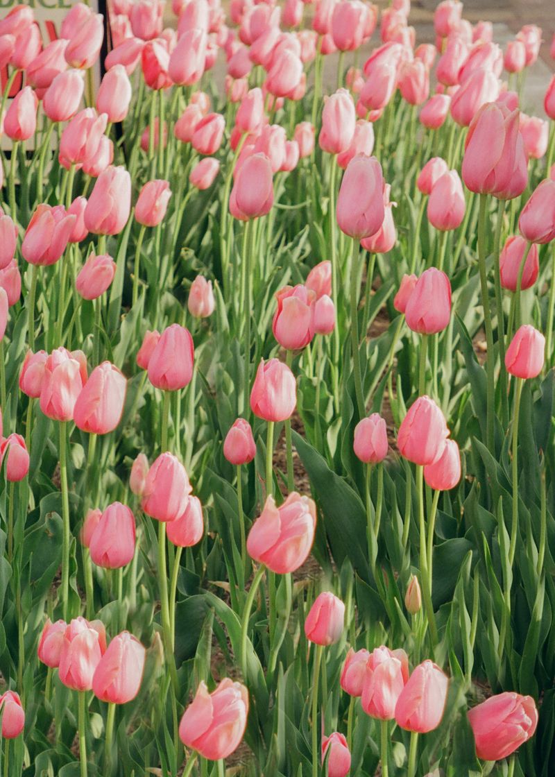 © Macayli Hausmann - Image from the Emotional Algorithm photography project