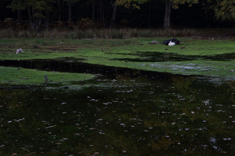 © Juno Joo - Image from the What a death made us do photography project