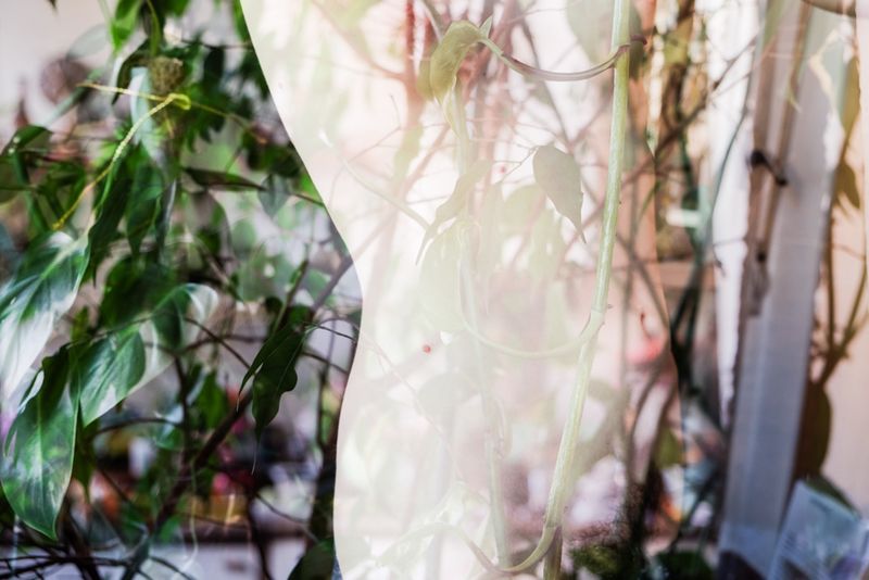 © Jamila Campagna - Image from the Matrilineare photography project