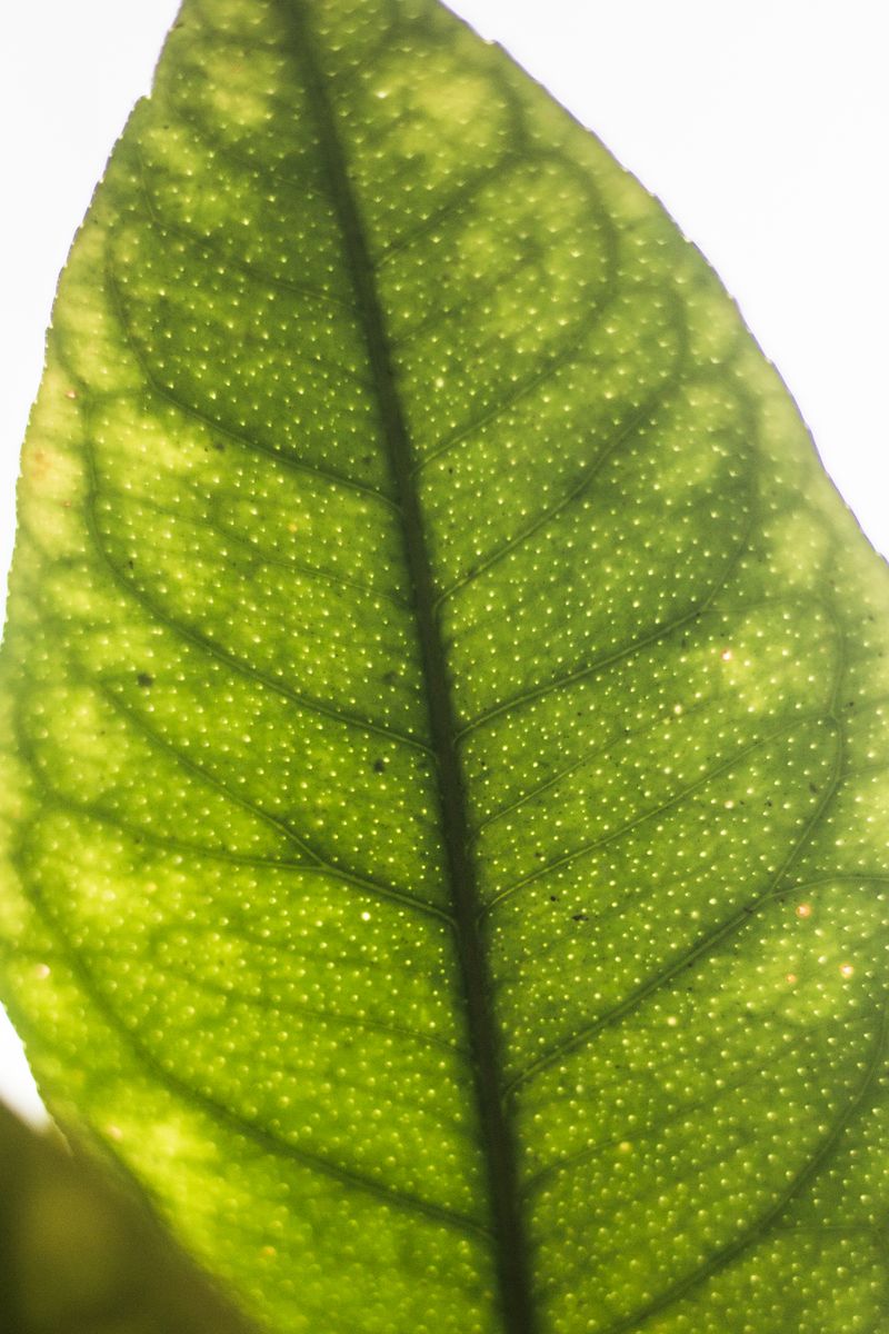 © Jamila Campagna - Image from the Ha fatto anche cose buone (It also did good things) photography project