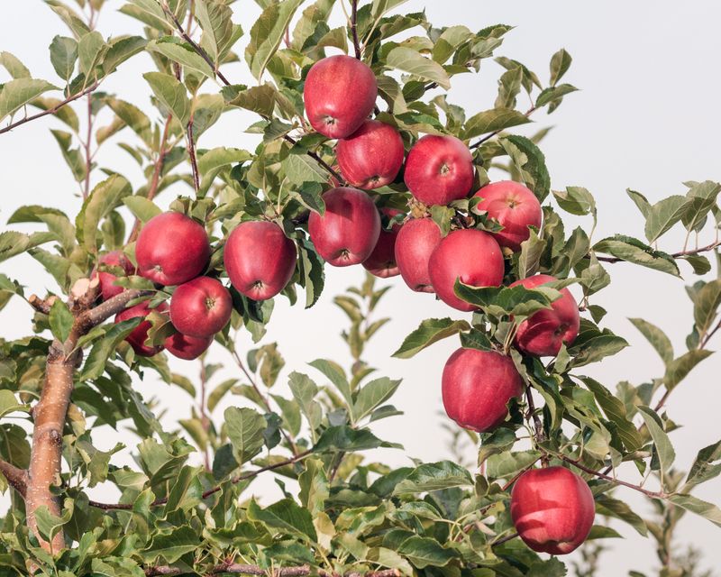 © Garrett Grove - Untitled (Red Delicious), 2015