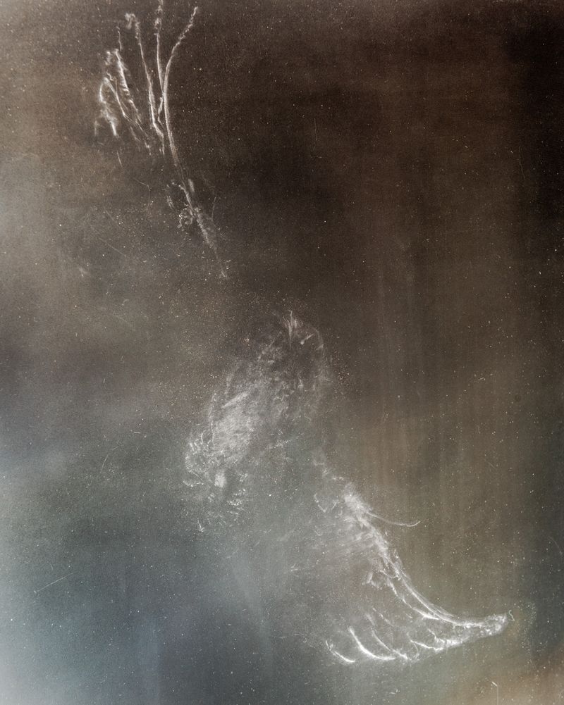 © Garrett Grove - Untitled (Dove and Window), 2016