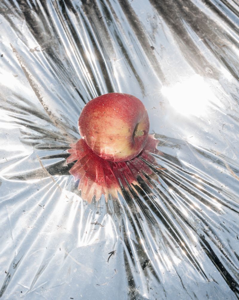 © Garrett Grove - Untitled (Honeycrisp), 2015
