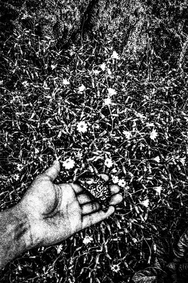 Photobook Review: Necromancer by Innuteq Storch