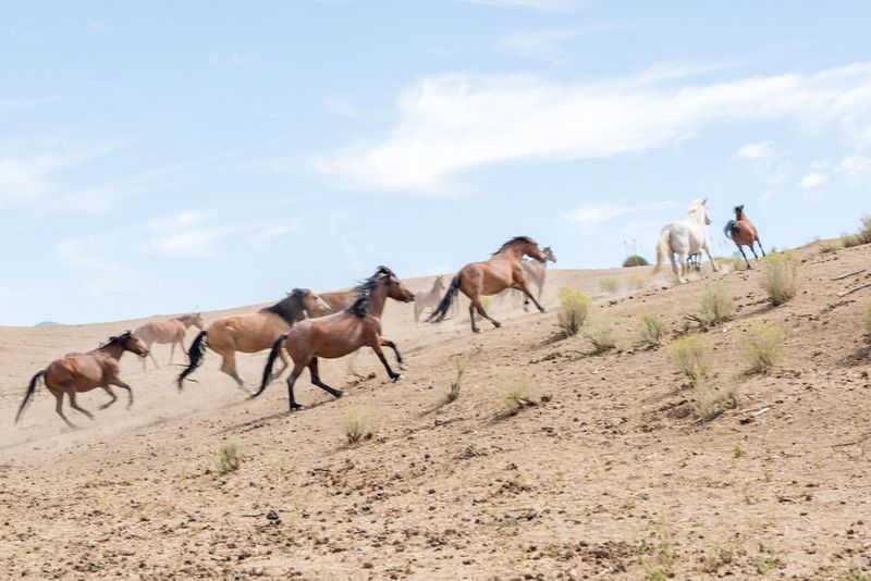 © Heleen Peeters, from the book Horse