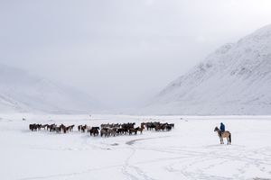 What is the Future of Horse Meat?