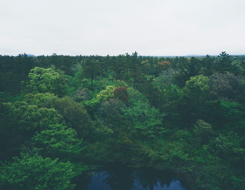 Photobook Review: Jejudo: Forbidden Forest by Hyung-Geun Park