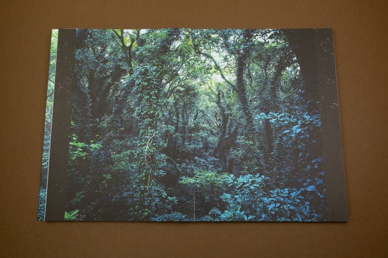 Photobook Review: Jejudo: Forbidden Forest by Hyung-Geun Park