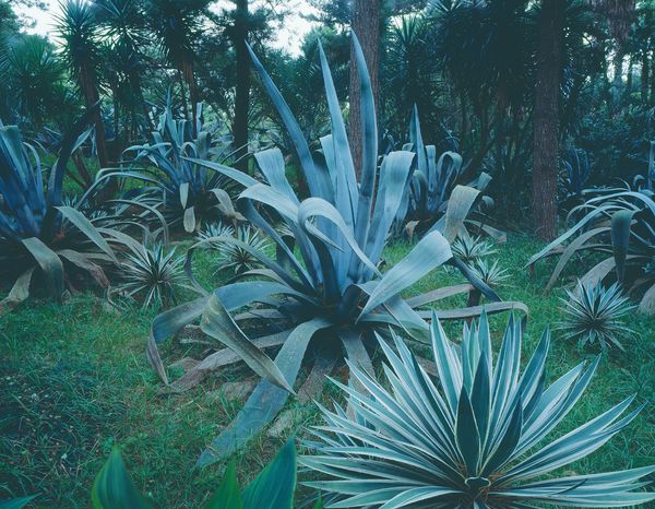 Photobook Review: Jejudo: Forbidden Forest by Hyung-Geun Park