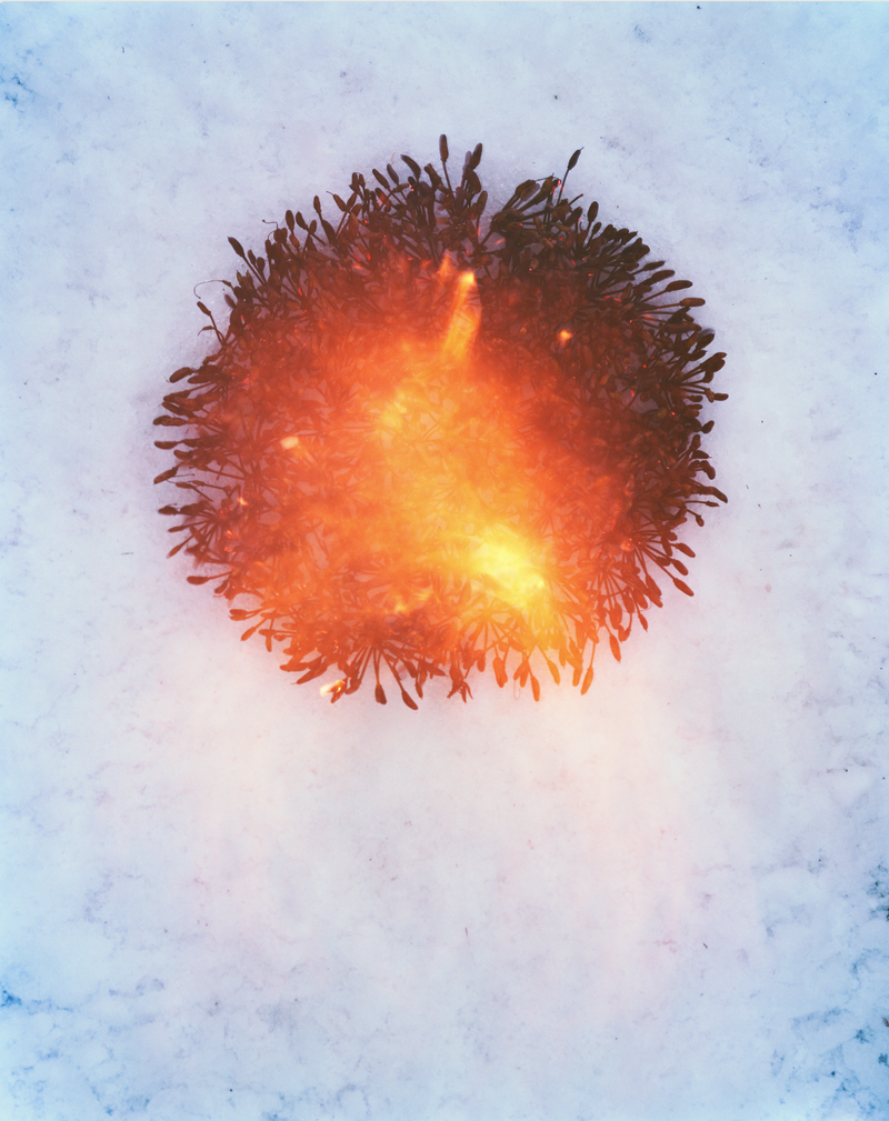 Photobook Review: With Love. From An Invader – Rhododendrons, Empire, China And Me by Yan Wang Preston