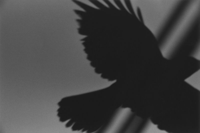 Photobook Review: Yoko by Masahisa Fukase