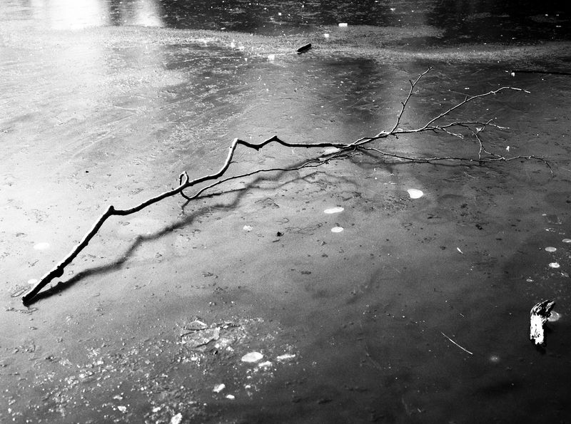 Photobook Review: Juno by Louise Honee