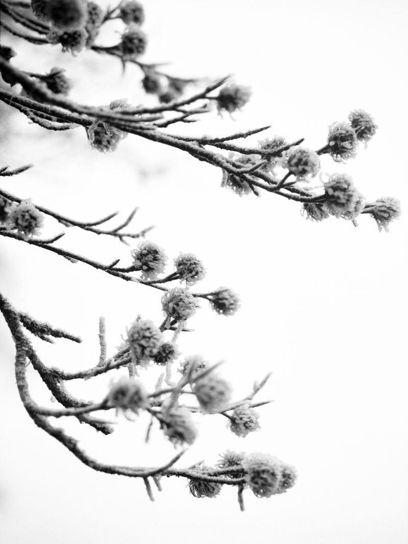 Photobook Review: Juno by Louise Honee