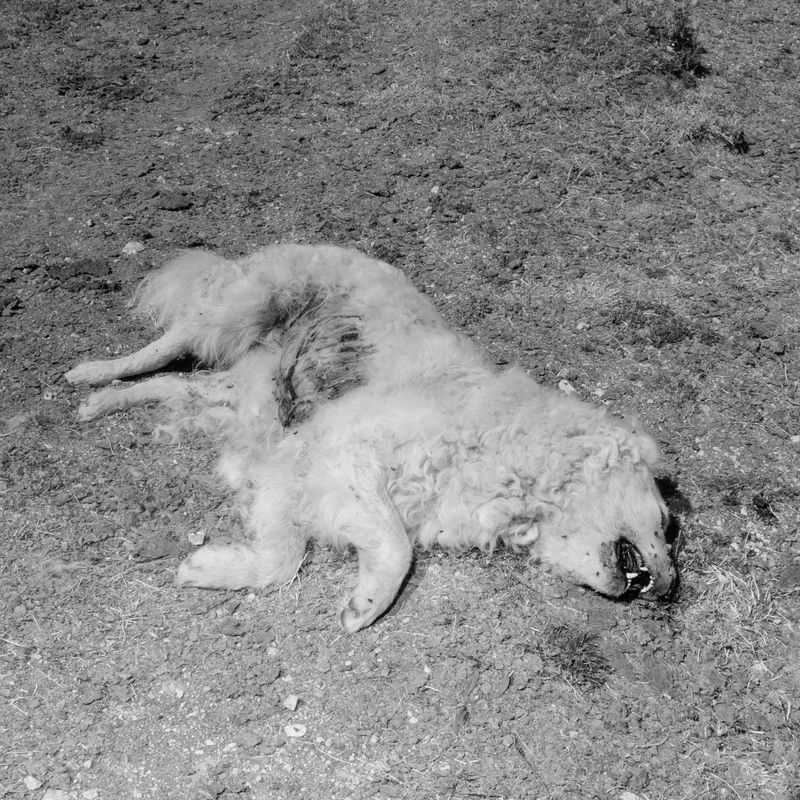 © Giovanni De Mojana - Image from the Segni photography project