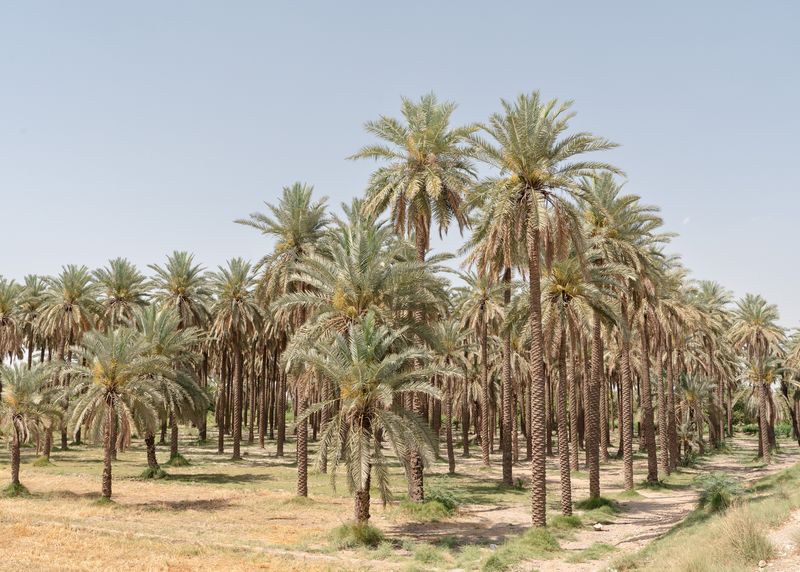 © Giovanni De Mojana - Palm field in the Sindh Region.Karachi, Pakistan.