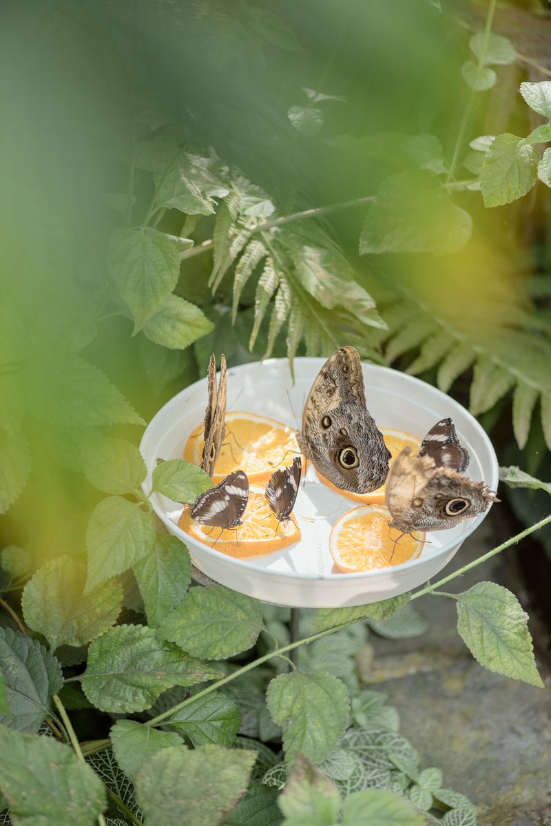 © Martina Zanin - Image from the I Made Them Run Away photography project