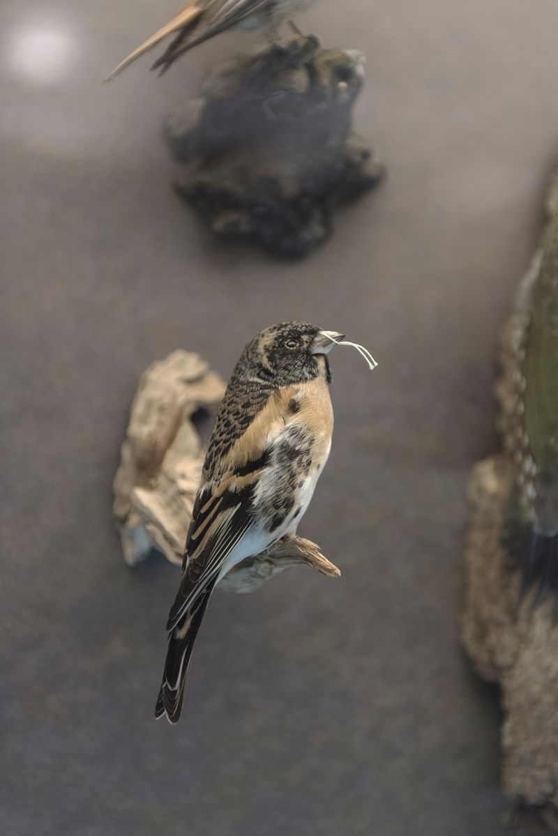 © Martina Zanin - Image from the I Made Them Run Away photography project