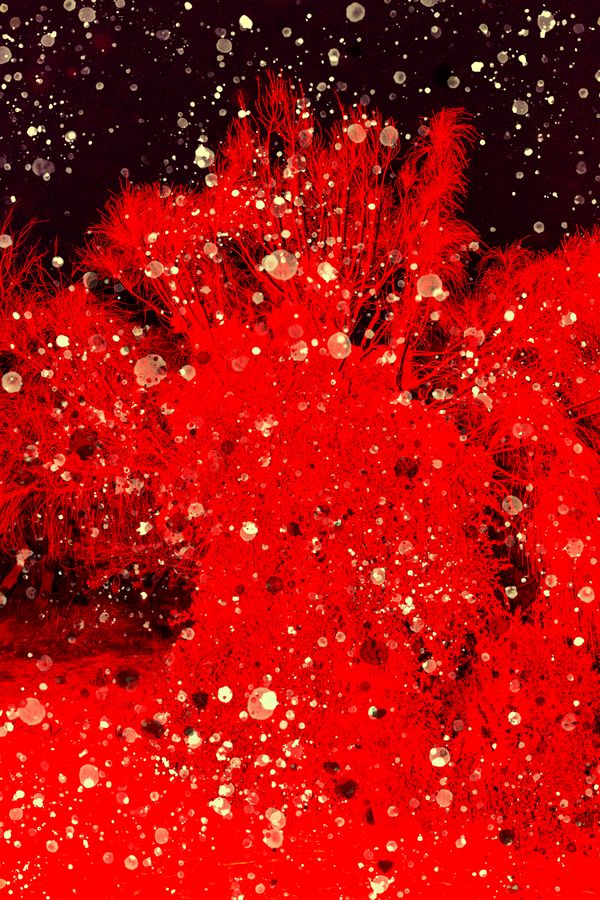 © yunhua zhang - Red Mino