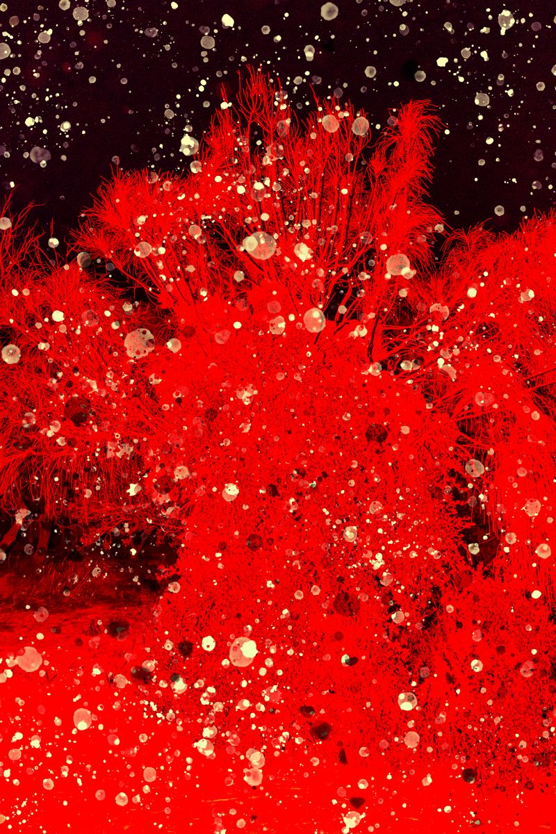 © yunhua zhang - Red Mino