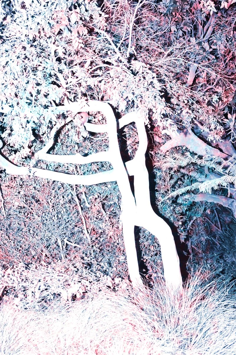 © yunhua zhang - Limbs