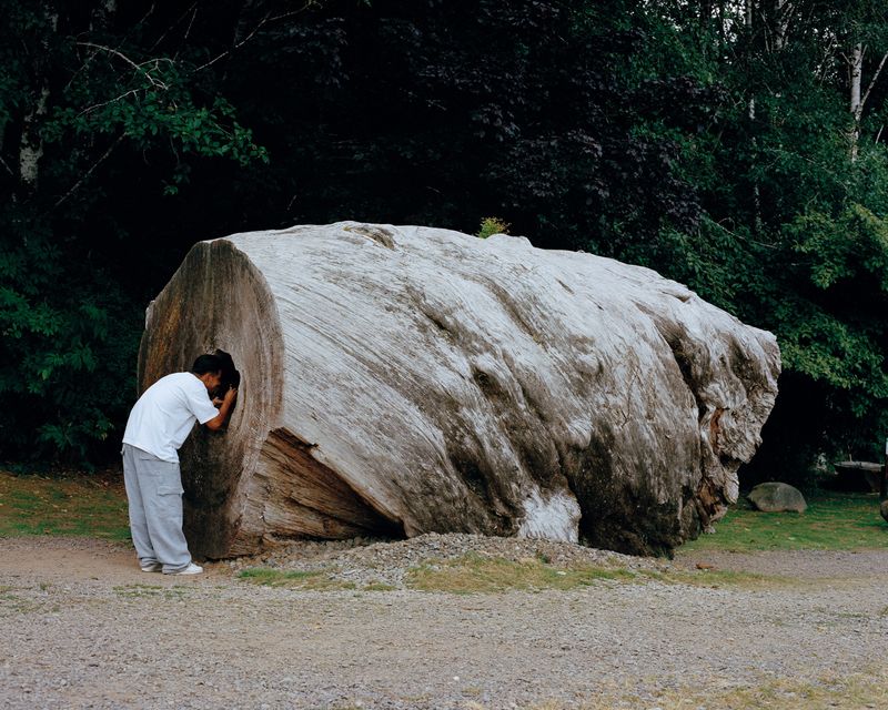 © Marco Waldis - A massive cross-section of an old-growth tree showcasing the scale of the ancient forests that once dominated the area.