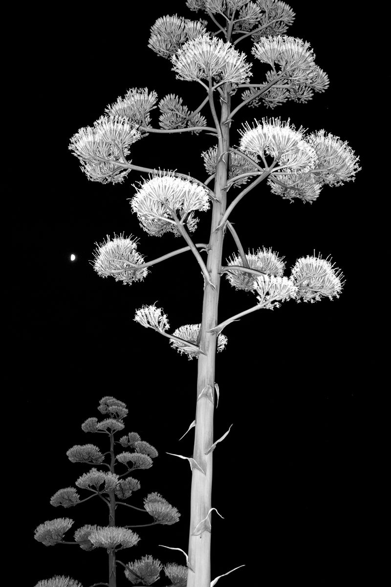 © Danai Simou - 'Athanatos' plant, meaning immortal in greek