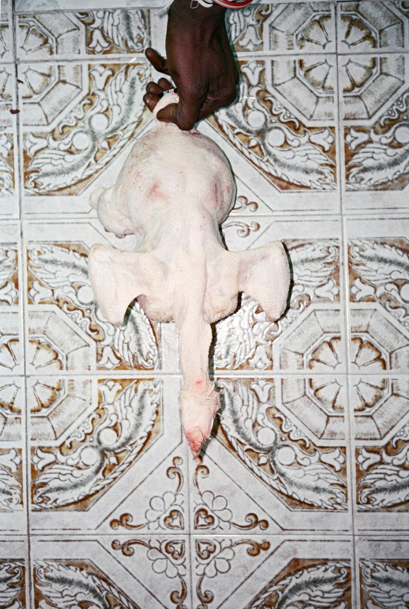 © Sofia  Ayarzagoitia - El Chicken Laberynth