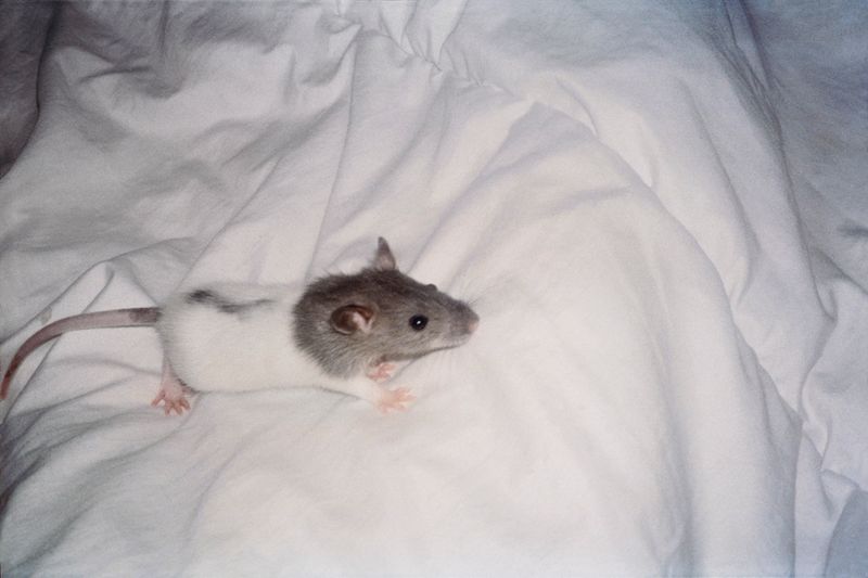 © Sofia  Ayarzagoitia - Gustav, The Androgynous Rata