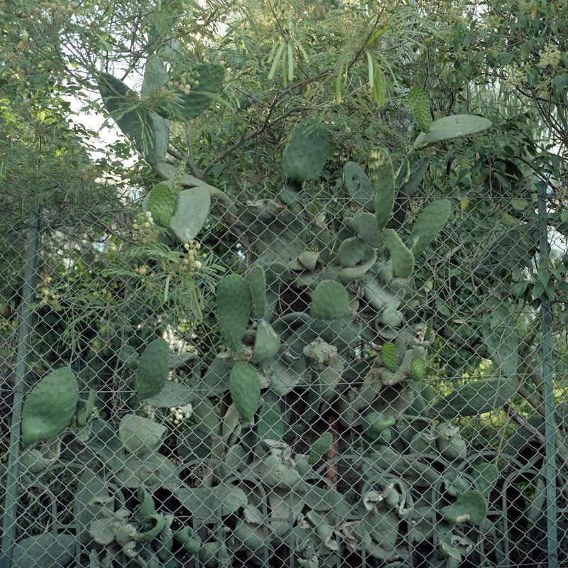 © Linda Bournane Engelberth - A cactus