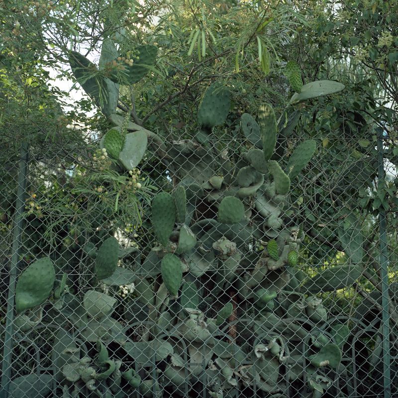 © Linda Bournane Engelberth - A cactus