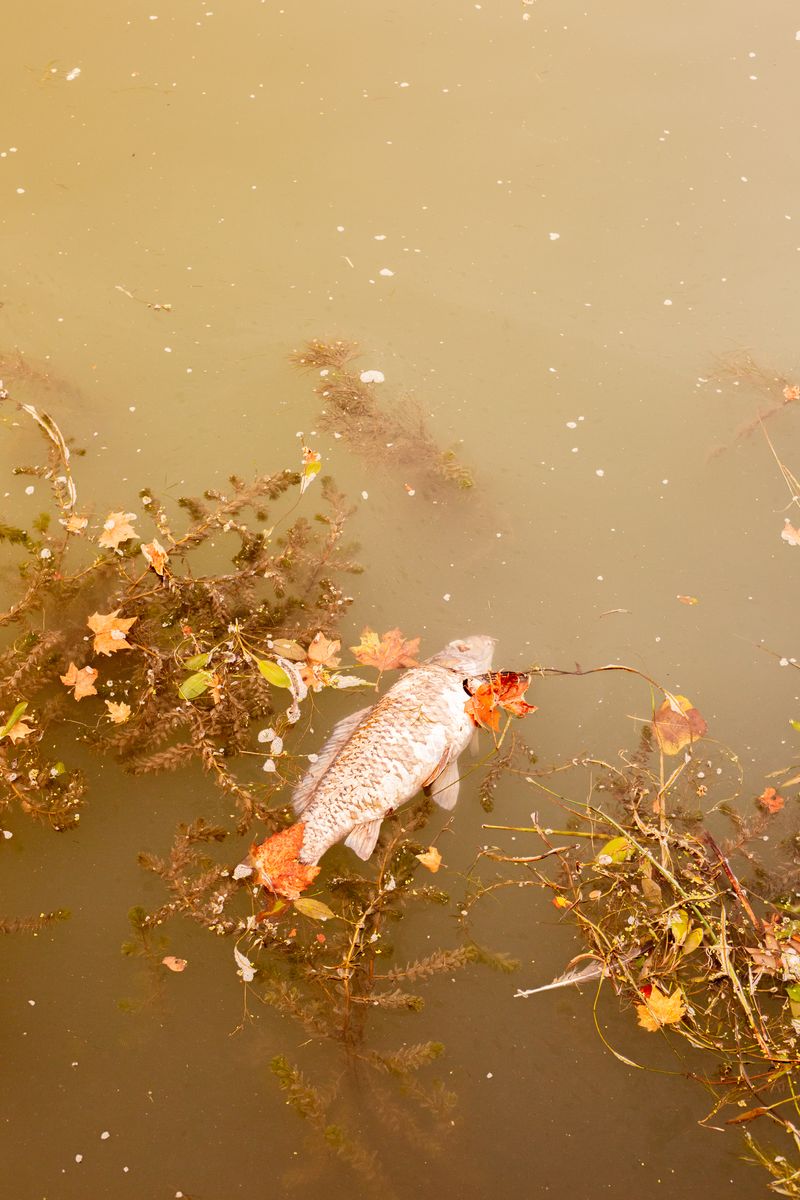 © Sara Nicomedi - Image from the Extinction -isn't a good title- photography project