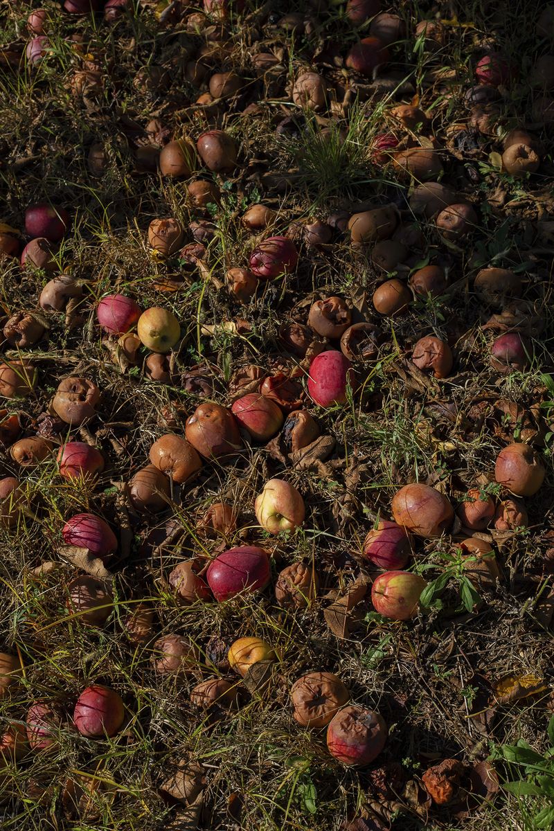 © Sara Nicomedi - Image from the Extinction -isn't a good title- photography project