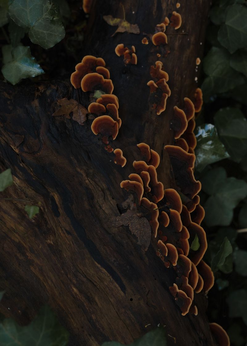 © Sara Nicomedi - Image from the Breath of the domestic forest photography project