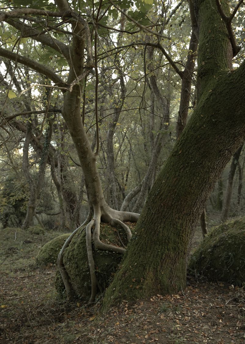 © Sara Nicomedi - Image from the Breath of the domestic forest photography project