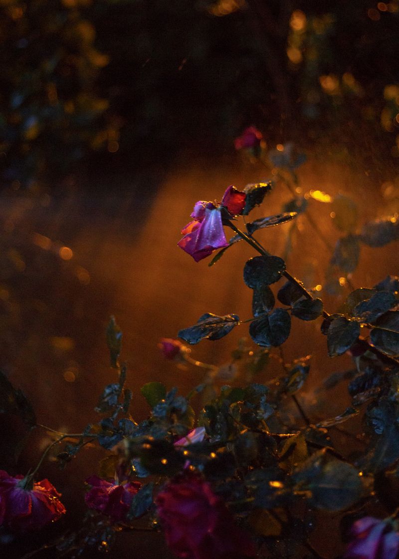 © Sara Nicomedi - Image from the Breath of the domestic forest photography project