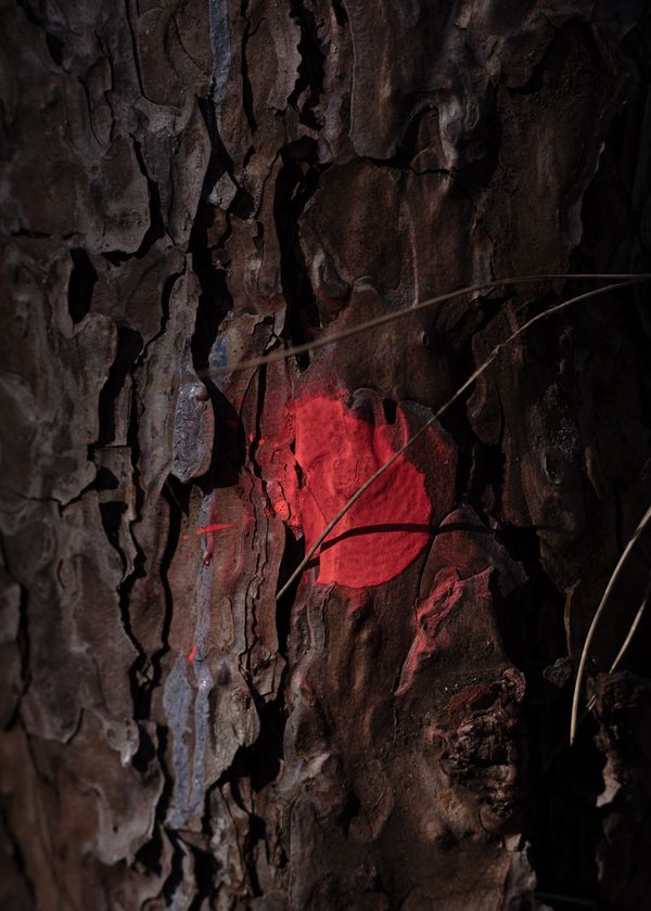 © Sara Nicomedi - Image from the Breath of the domestic forest photography project