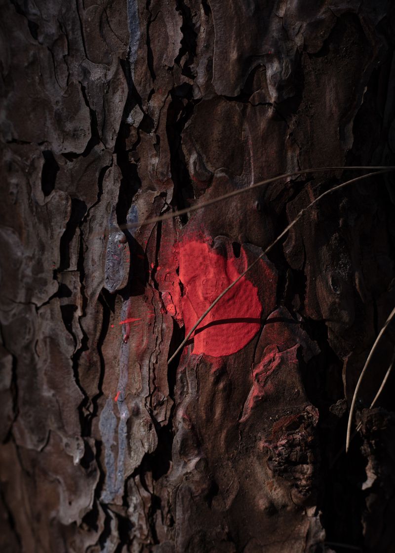 © Sara Nicomedi - Image from the Breath of the domestic forest photography project