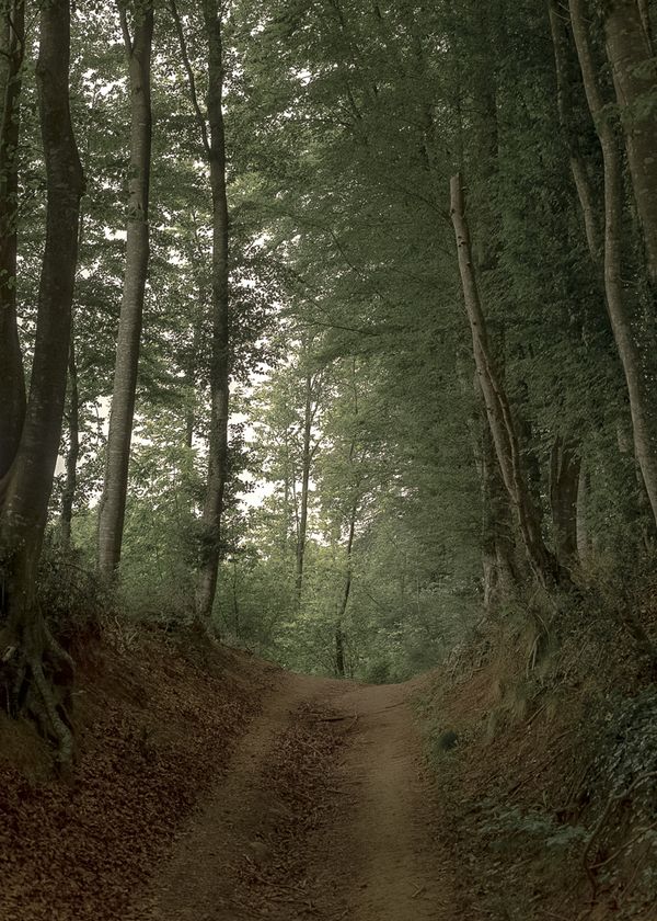 © Sara Nicomedi - Image from the Breath of the domestic forest photography project