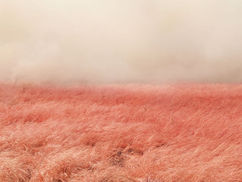 © Andrew - Pink Grass, Field of Fire Retardant, Tracy, CA, 2025