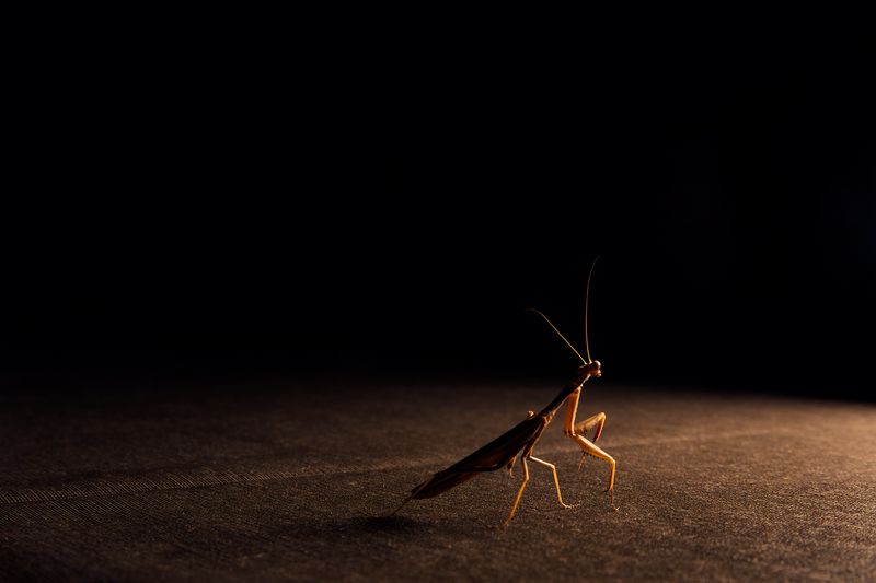 © Oskar Alvarado - Image from the Where Fireflies Unfold photography project