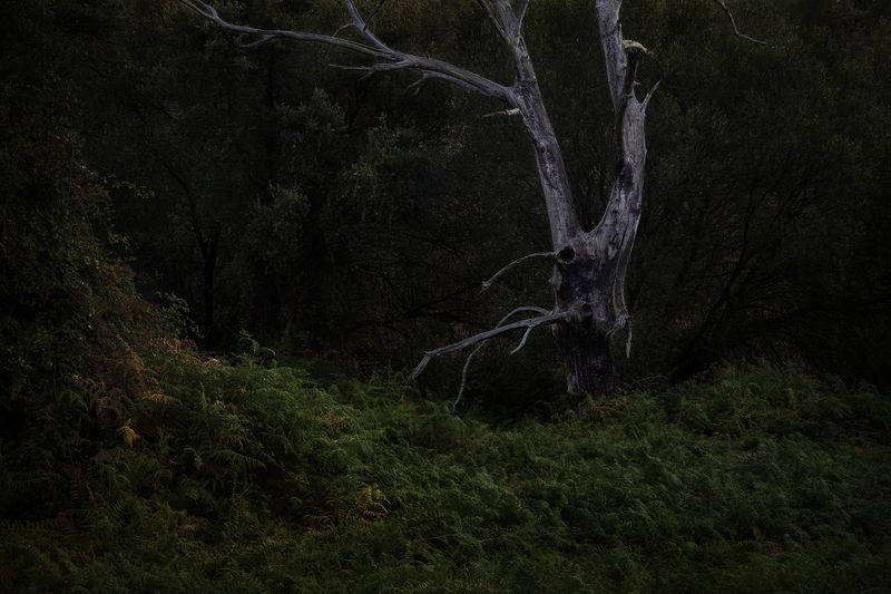© Oskar Alvarado - Image from the Where Fireflies Unfold photography project