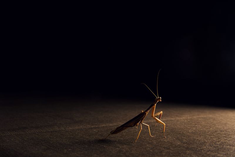 © Oskar Alvarado - Image from the Where Fireflies Unfold photography project