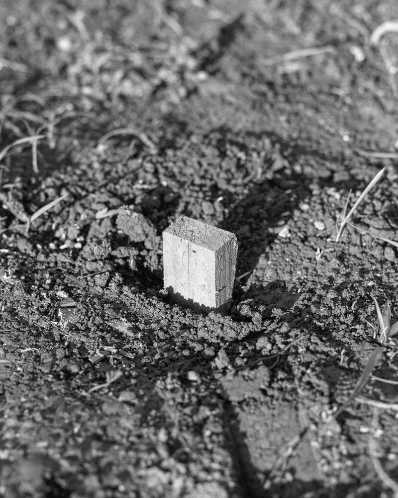 © Josip Artuković - Image from the Tea Soaked Madeleines photography project