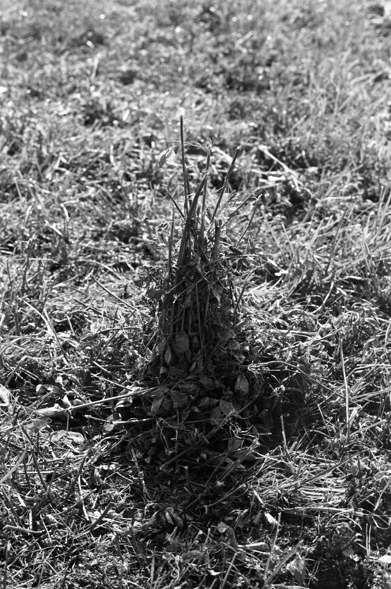 © Josip Artuković - Image from the Tea Soaked Madeleines photography project