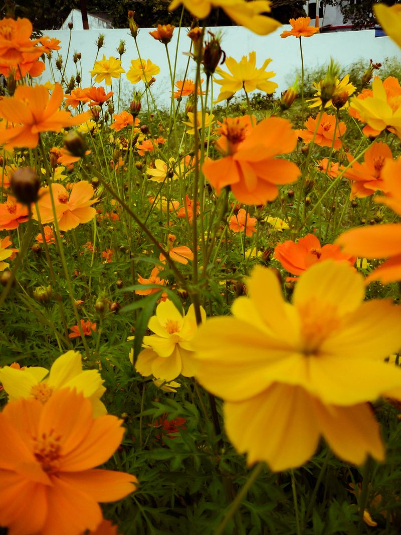 © Vanshika - Image from the Ekamra: A Journey Through Faith, Craft, and Calm in Odisha, India photography project