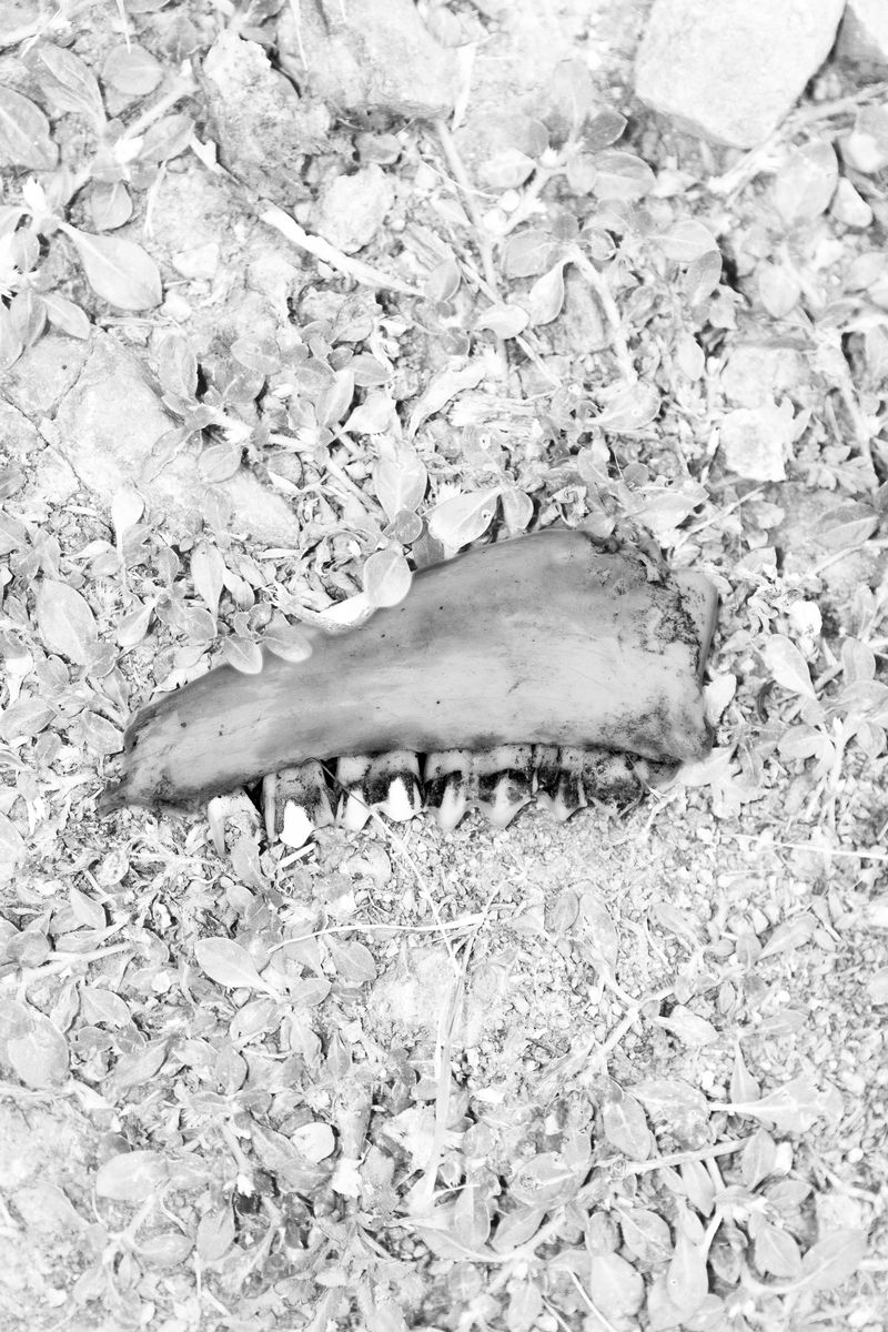 © Jorge Pach - Image from the The Dogs Bark Names You Don’t Understand photography project
