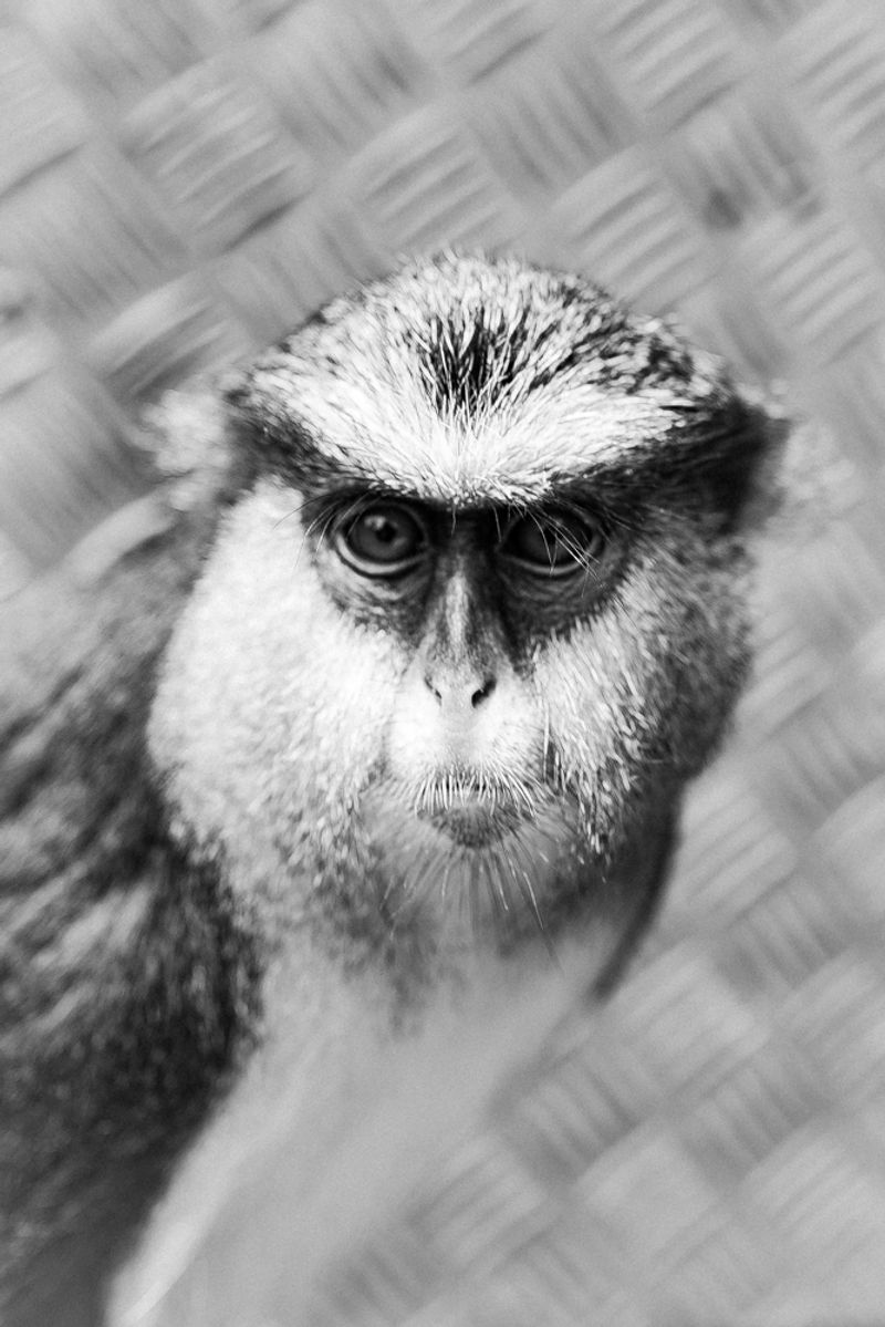 © Theo Gould - Exotic Pet – Mikey the Monkey lives peacefully on a farm on Príncipe Island.
