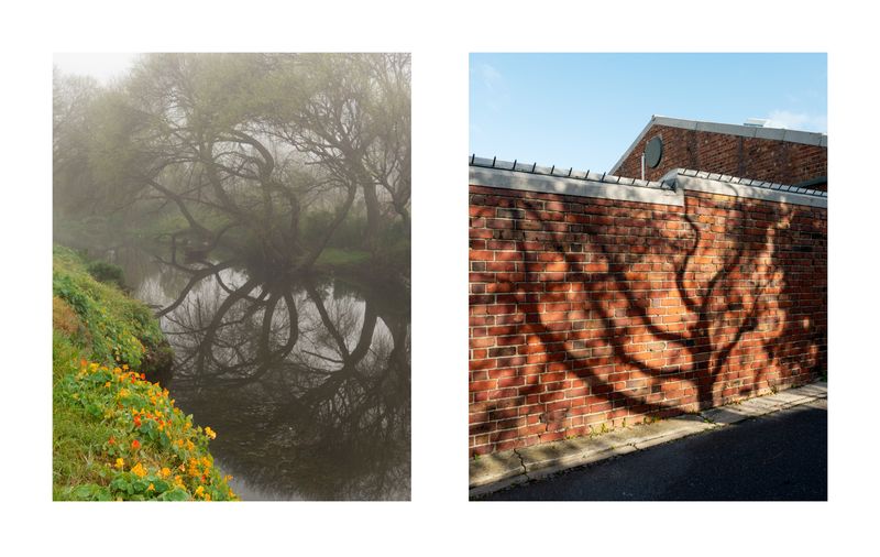 © Dillon Marsh - Image from the Walks With My Dogs photography project