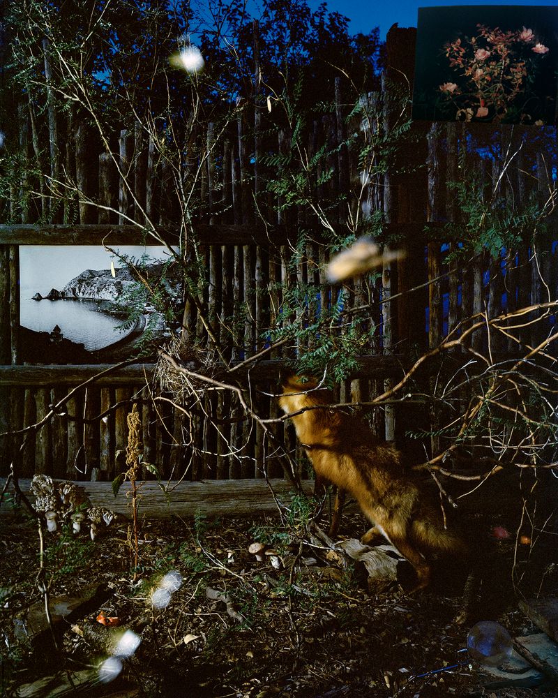 © Emma Ressel - Sottobosco after Otto Marseus van Shreick, Archival pigment print, 40x32 inches, 2024